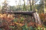 unaufgeräumter Wald (c) Stadt Aachen / Gerd Krämer