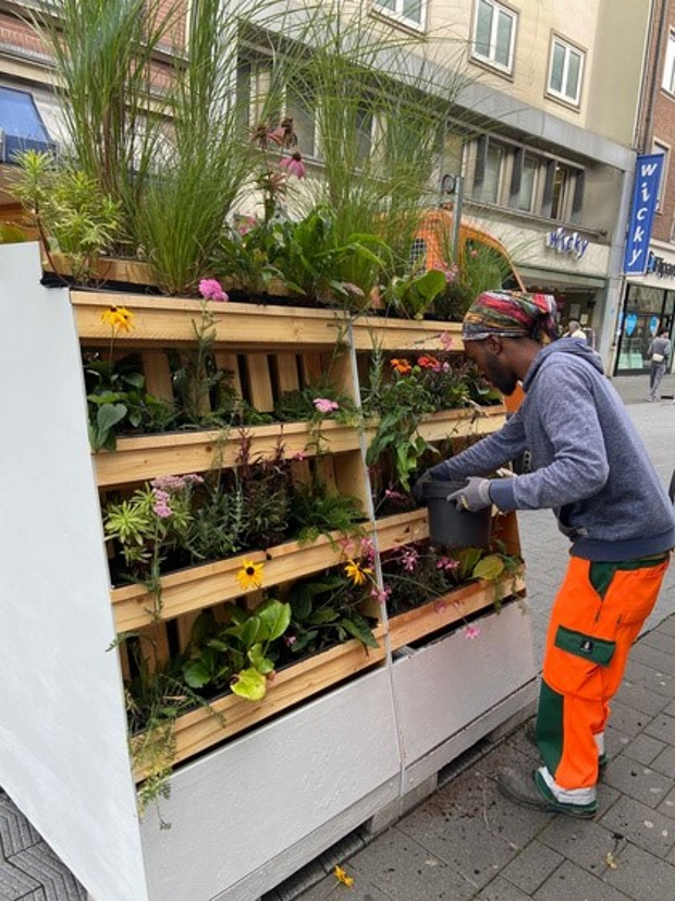 Ein Mann bepflanzt Vertikalgärten in der Adalbertstraße