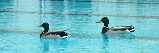 Sanierung Freibad Hangeweiher